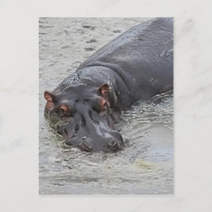 Hippoposterus Postcard