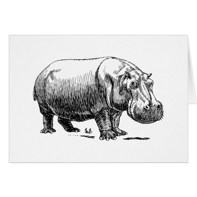 Hippopotamus (Front Horizontal)