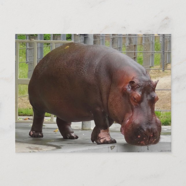 Hippopotamus #2 Postcard (Front)