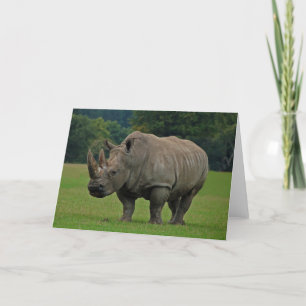 Hippopotamus greeting card