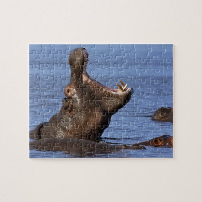 Hippopotamus (Hippopotamus amphibius) in the Jigsaw Puzzle (Horizontal)