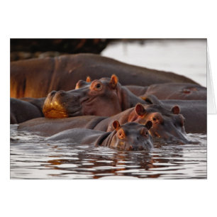 Hippopotamus, Hippopotamus amphibius, Lake