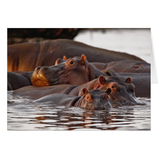 Hippopotamus, Hippopotamus amphibius, Lake (Front Horizontal)
