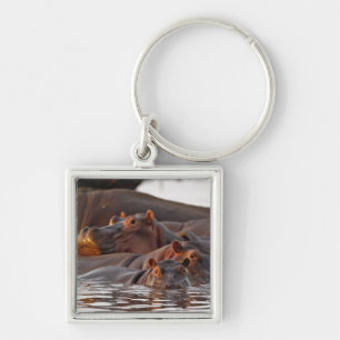 Hippopotamus, Hippopotamus amphibius, Lake Key Ring