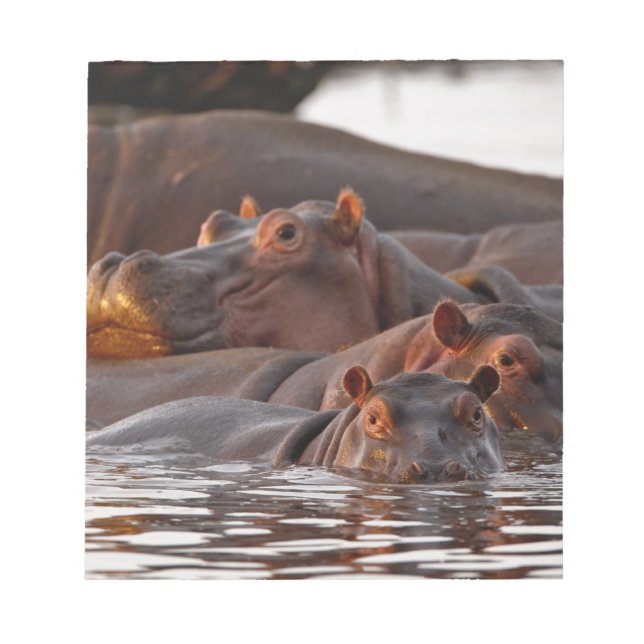 Hippopotamus, Hippopotamus amphibius, Lake Notepad (Front)