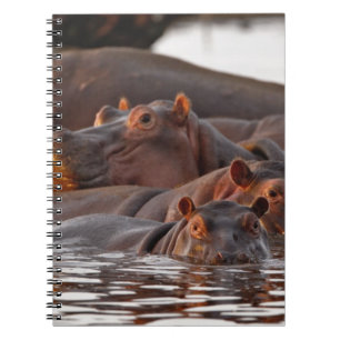 Hippopotamus, Hippopotamus amphibius, Lake Spiral Notebook