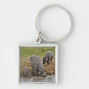 Hippopotamus, Hippopotamus amphibius, Serengeti Key Ring