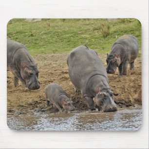 Hippopotamus, Hippopotamus amphibius, Serengeti Mouse Pad