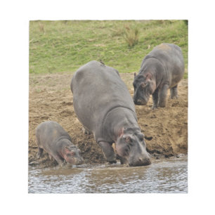 Hippopotamus, Hippopotamus amphibius, Serengeti Notepad