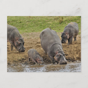 Hippopotamus, Hippopotamus amphibius, Serengeti Postcard
