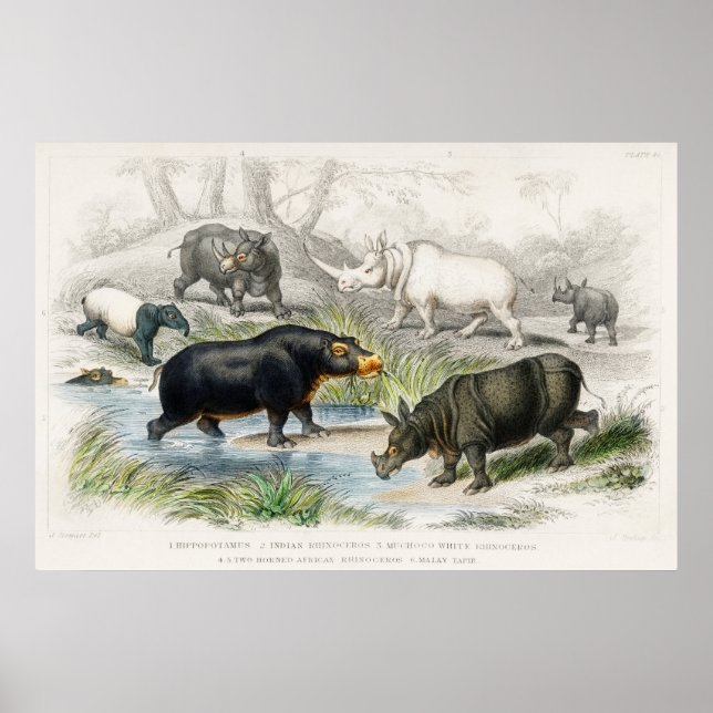 Hippopotamus, Indian Rhinoceros, Muchoco... Poster (Front)
