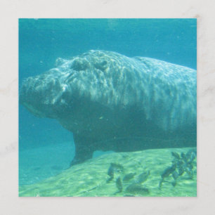 Hippopotamus Invitation