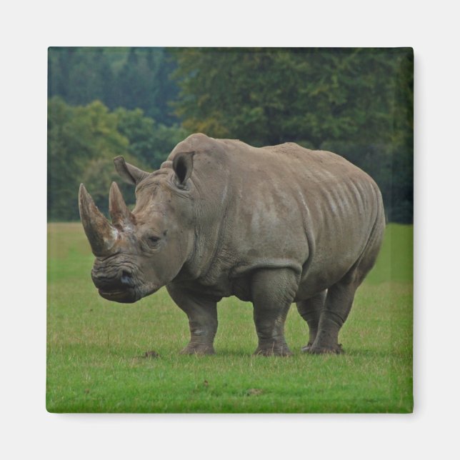Hippopotamus magnet (Front)