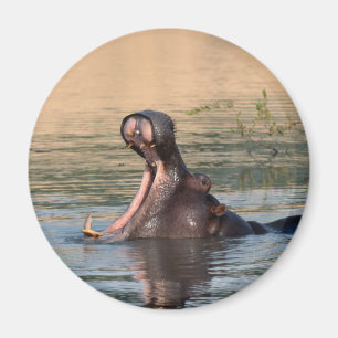hippopotamus magnet