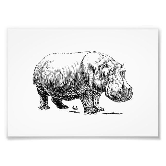 Hippopotamus Photo Print (Front)