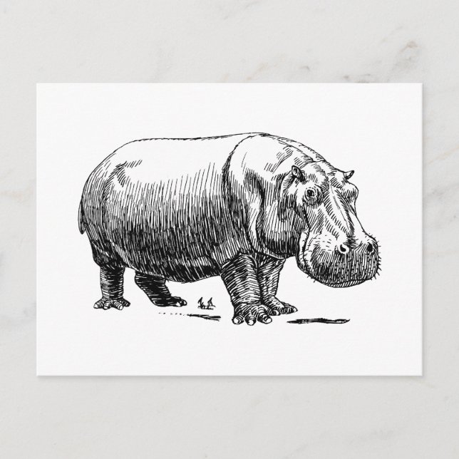Hippopotamus Postcard (Front)