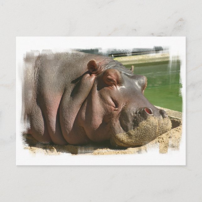 Hippopotamus Postcard (Front)