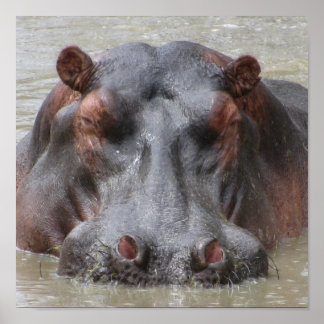 Hippopotamus Poster