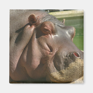 Hippopotamus Square Pin Magnet