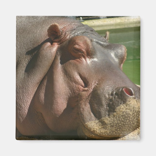 Hippopotamus Square Pin Magnet (Front)