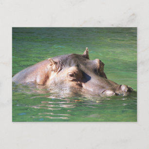 Hippopotamus Swimming On The Surface Postcard