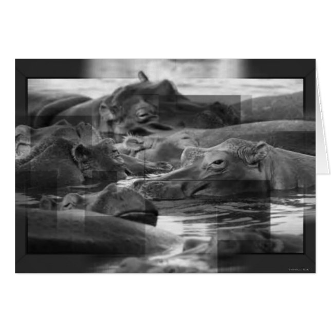 Hippopotamuses Card (Front Horizontal)