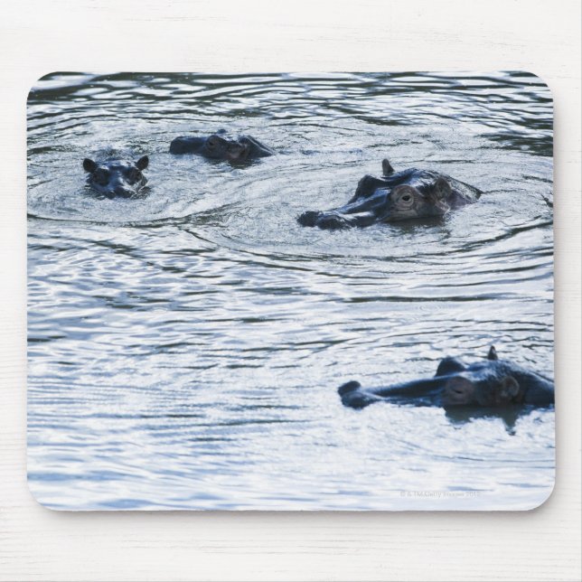 Hippopotamuses wading in a river, Africa Mouse Pad (Front)