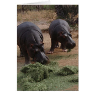 hippos