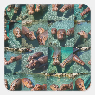 Hippos at Play: A Pond Paradise Square Sticker