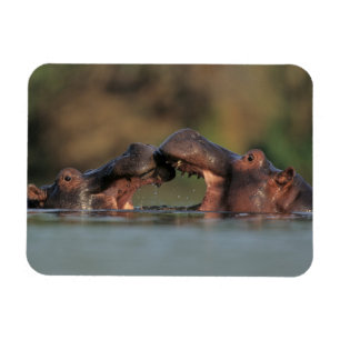 Hippos (Hippopotamus Amphibius) Wrestling Magnet