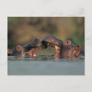 Hippos (Hippopotamus Amphibius) Wrestling Postcard