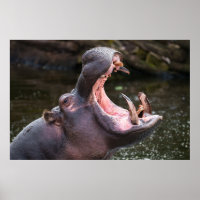 Hippo's Massive Jaws