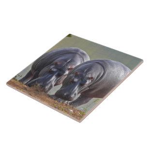 Hippos Tile