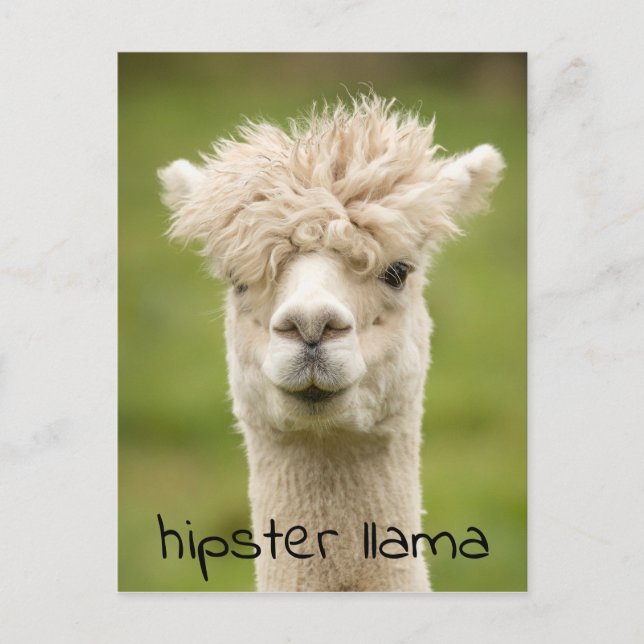 Hipster LLama Funny Hairdo Postcard (Front)