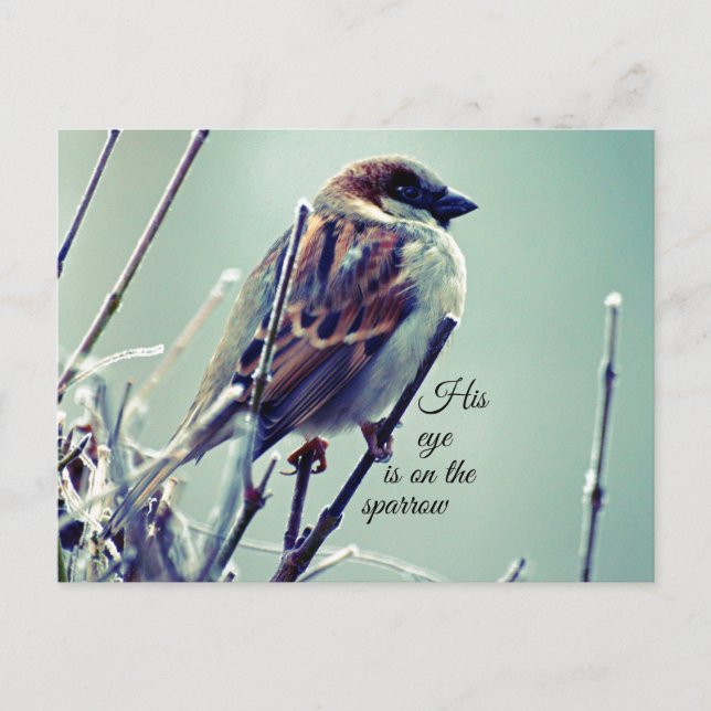 HIs eye is on the Sparrow Postcard (Front)