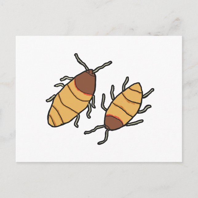 Hissing Cockroach Postcard (Front)