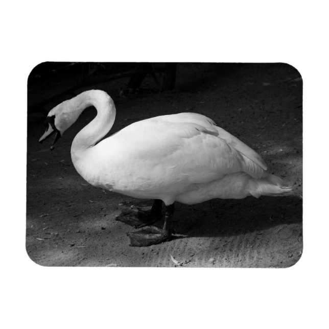 HiSSs Magnet (Horizontal)