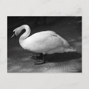 HiSSs Postcard