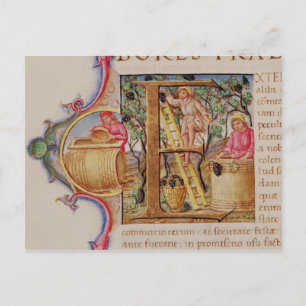 Historiated initial 'E' depicting grape picking Postcard