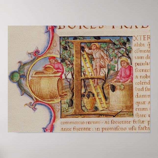 Historiated initial 'E' depicting grape picking Poster (Front)