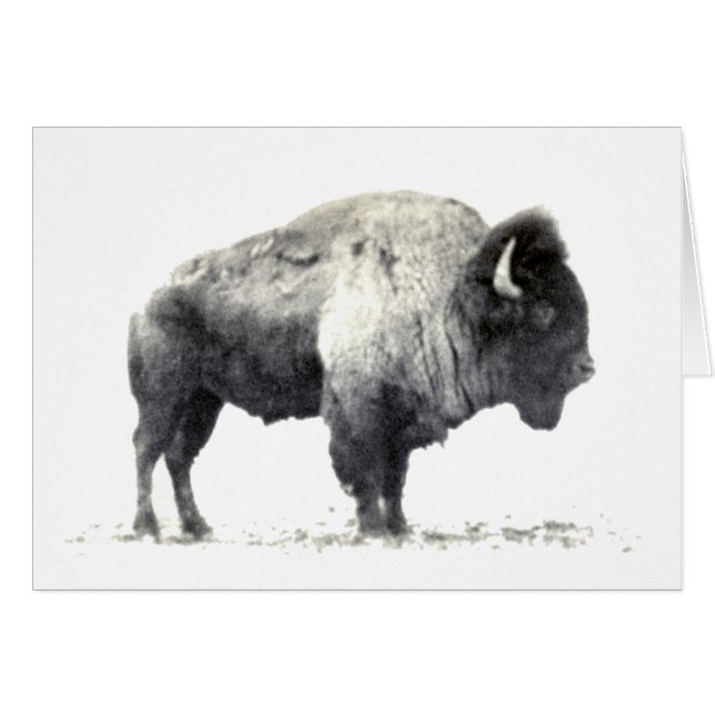 Historical Photograph of American Bison (Front Horizontal)