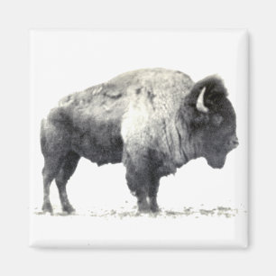 Historical Photograph of American Bison Magnet