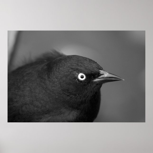 Hitchcock scary bird poster (Front)