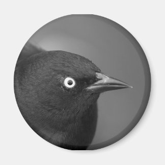 Hitchcock's bird magnet