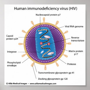 HIV virus structure, labelled diagram. Poster