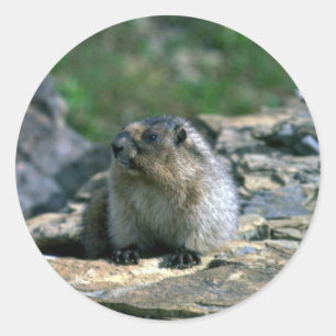 Hoary Marmot Classic Round Sticker