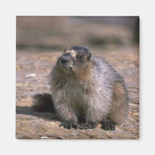 Hoary Marmot Magnet