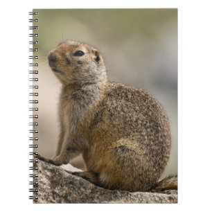 Hoary Marmot Notebook