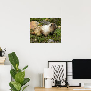 Hoary Marmot Photographic Poster
