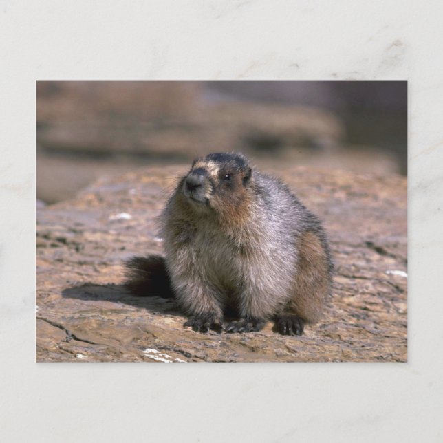 Hoary Marmot Postcard (Front)